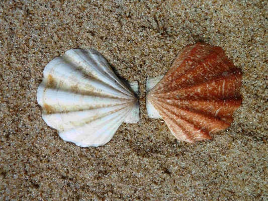 Die Gewellte Kammmuschel (Pseudamussium septemradiatum); nördliche Nordsee (Hermann Neumann; SaM)